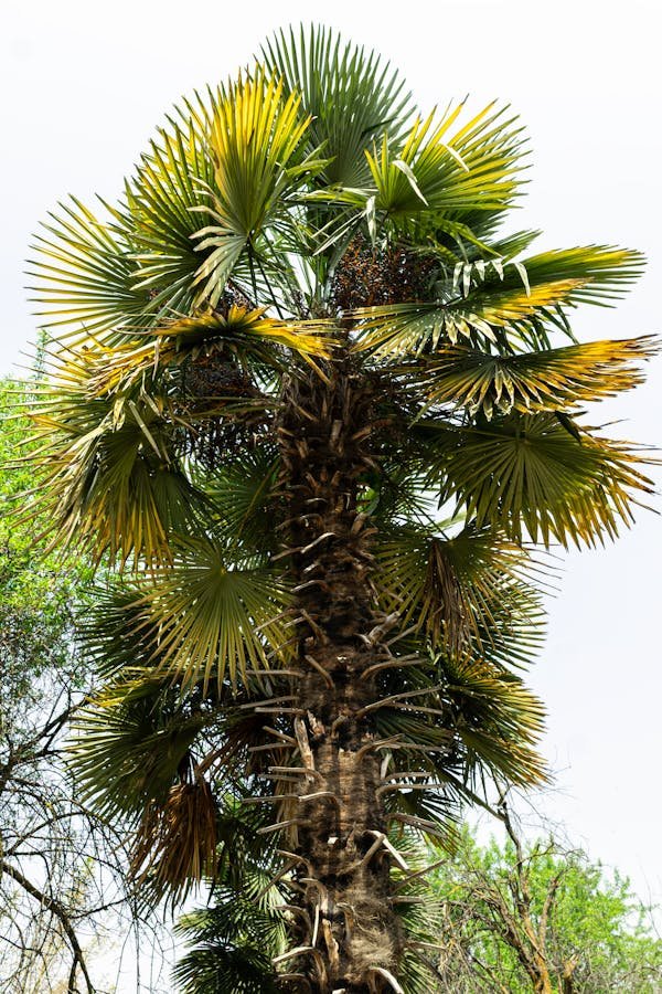 Trachycarpus fortunei : le palmier résistant au froid idéal
